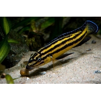 Julidochromis Regani Kipili